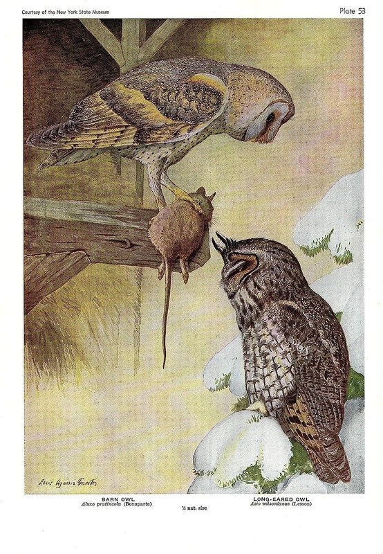 1936 Vintage FUERTES BIRDS #53 «BARN OWL w/MOUSE, 2 OWLS» Color Plate Lithograph