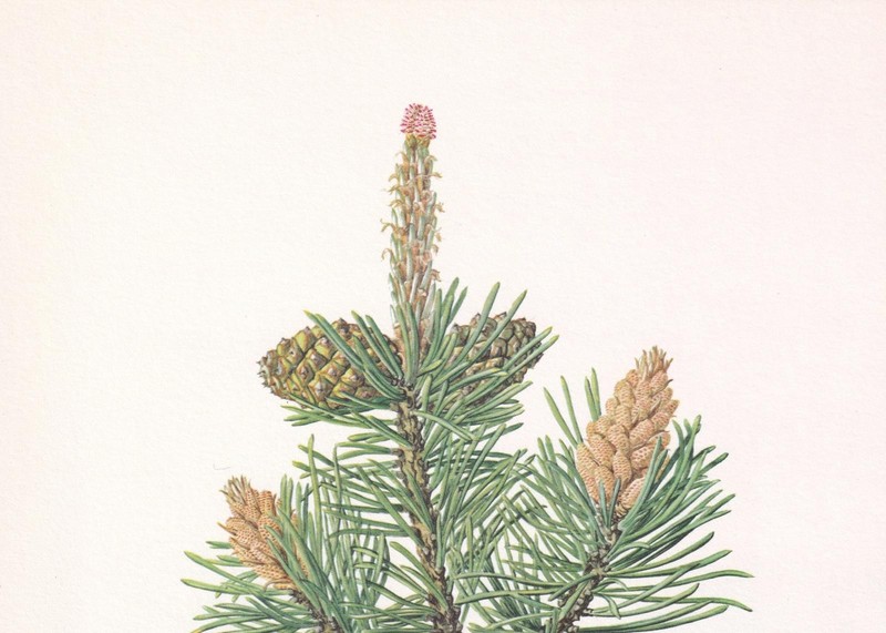 1960 MOUNTAIN PINE Print - Botanical Wall Art - Vintage - 7.5 x 10.6 Inches gallery