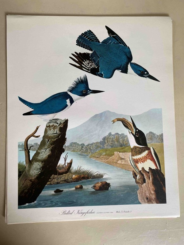 Vintage Audobon Belted Kingfisher 14 x 17 High Quality Print Great for Framing!