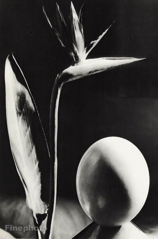 1934 Original MAN RAY Bird Of Paradise Flower Egg Still Life Photo Gravure Art