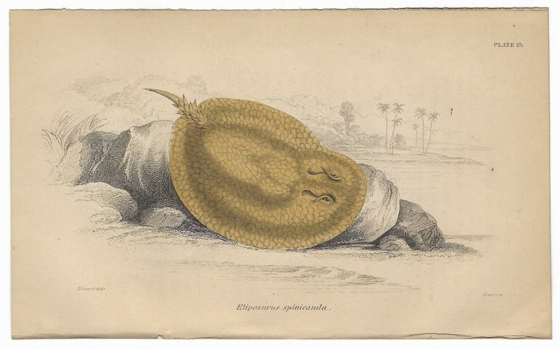 Antique HAND COLORED FISH PRINT Elipesurus Spinicauda NATURAL HISTORY Art c.1840