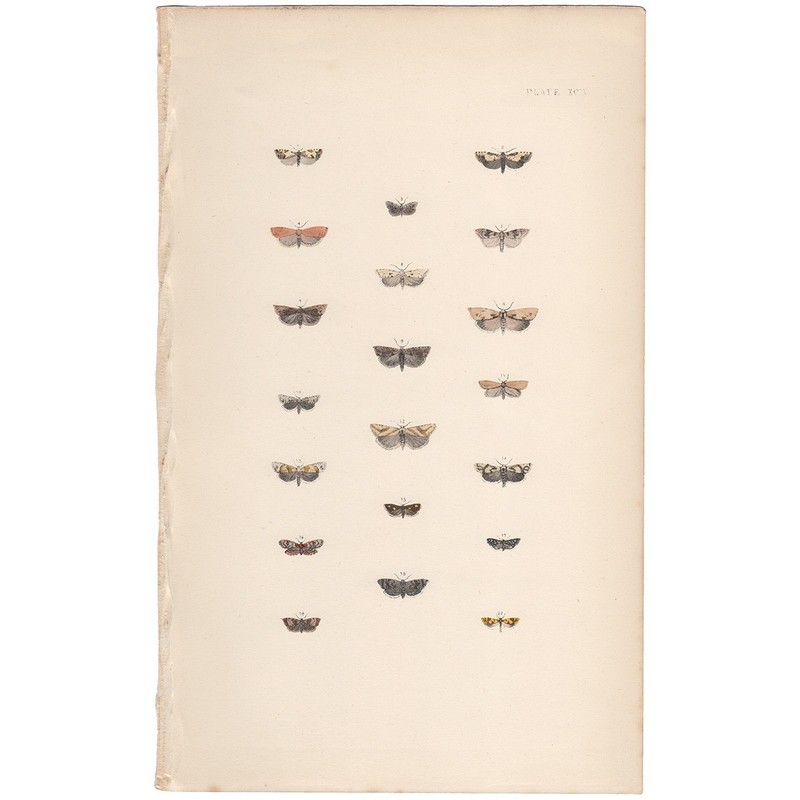 Morris 1872 antique moth print hand-colored lithograph 94 Catoptria Moth