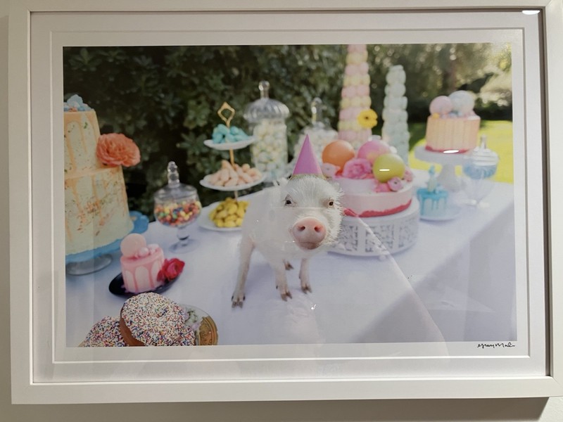 Gray Malin Picnic Party 2 Signed Art Print In White Shadow box 15.5” X 21” EUC