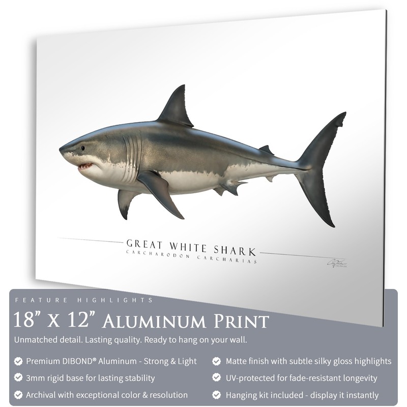 Great White Shark - Side View Aluminum Art Print - by Artist Craig Tinder gallery