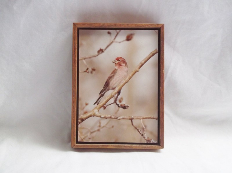 Bird in Tree-Red Head Sparrow Outside Art Print-5 1/2 X 7 1/2