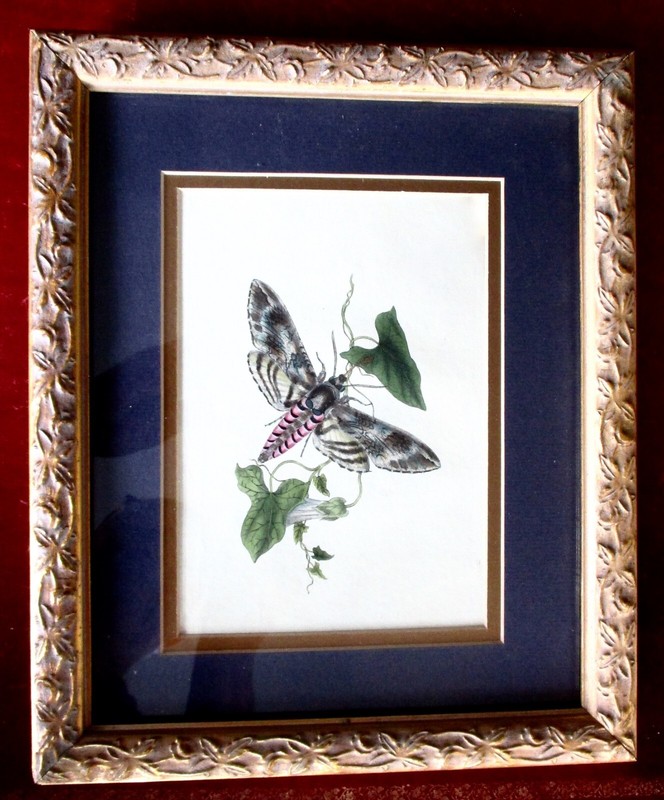 Antique Original Hand-Colored Steel Engraving from 1798 in a Carved Gilt Frame