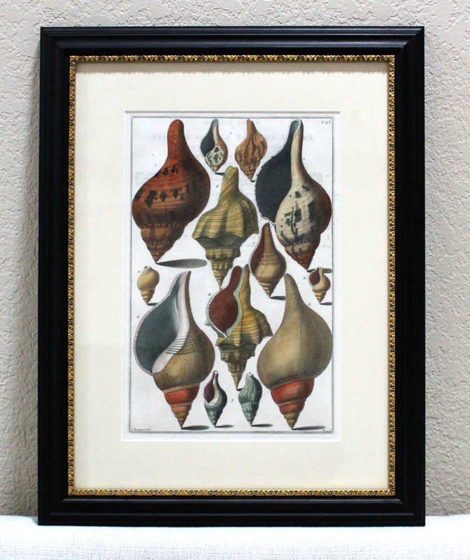 Original 1742 Italian Shells Conchology Print Framed Tavola 46 Menabuoni - Pazzi gallery
