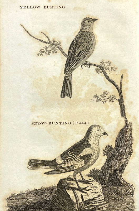 Antique Bird Engraving 1776 Zoological Illustration Plate Bunting Species