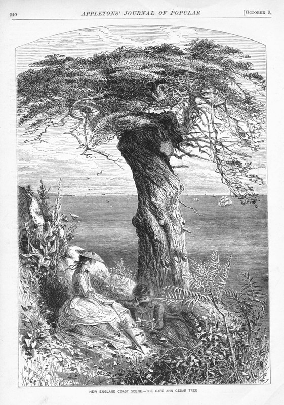 The Cape Ann Cedar Tree – New England Coast Scene – by Harry Fenn – 1869