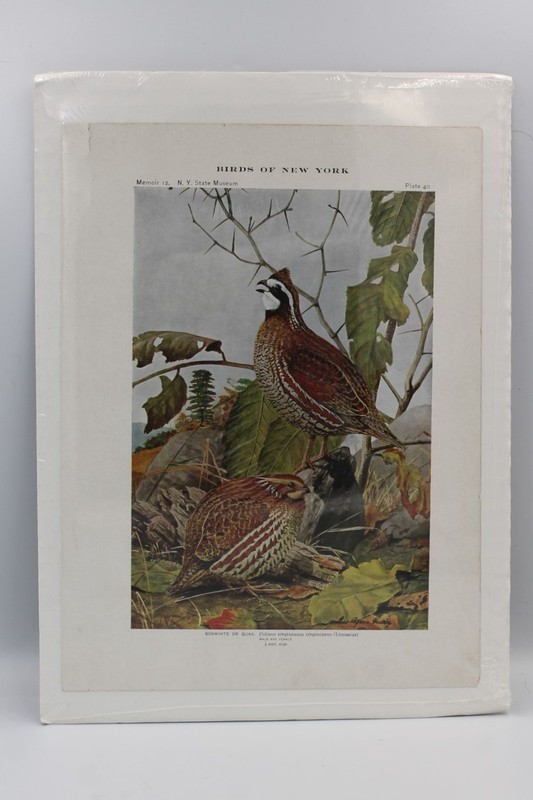 Birds of New York 8.5 x 11 litho Louis Agassiz Fuertes – Quail