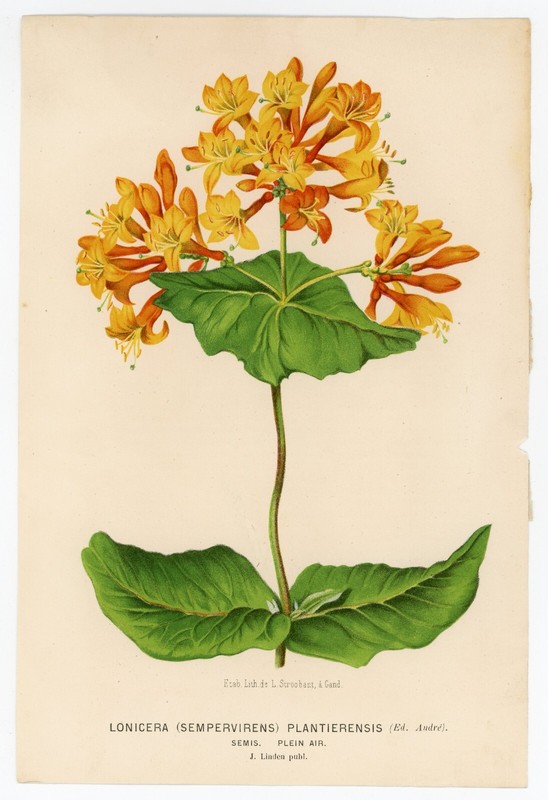 1800s Color Lithograph – Honeysuckle, Lonicera – Charles Antoine Lemair