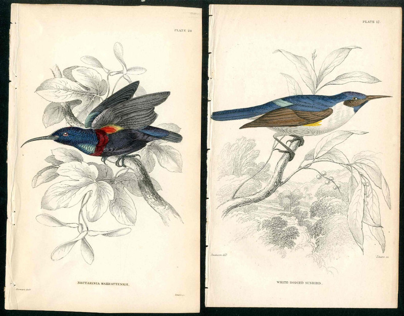 1840 Jardine Naturalist’s Library 2 Antique Bird Prints,White Bodied Sun Bird