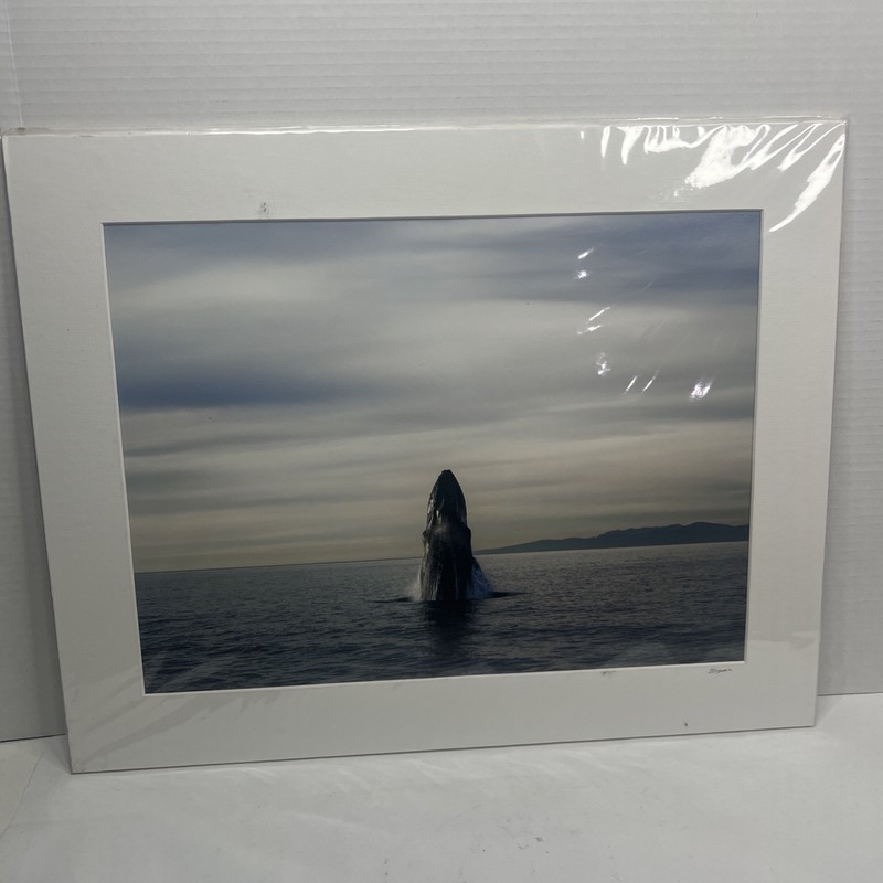 William Hogan Colored Seascape “12X16” Photo Of Whale Head Out W/ Matting