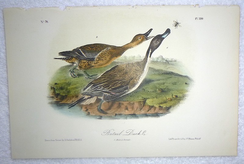 Audubon 3rd ed Octavo PINTAIL DUCK Birds of America 1859 original gallery