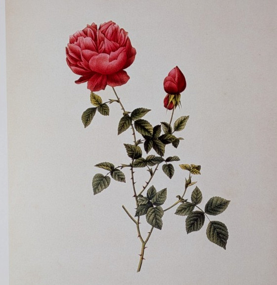 Redouté AUTUMN CHINA ROSE Botanical Flower Art Book Plate Illustration 189