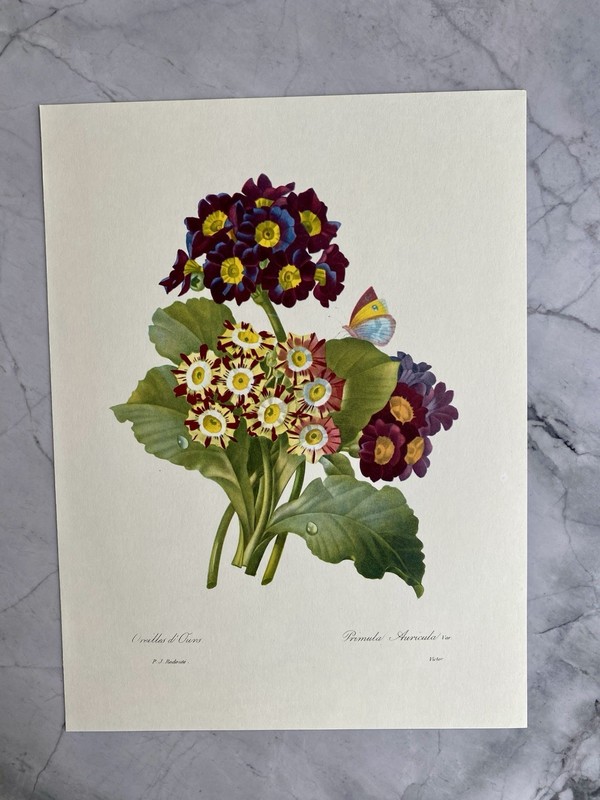 Original vintage botanical / floral bookplates 1964 Medium SIZE 9.5 x 7.5 Inch gallery