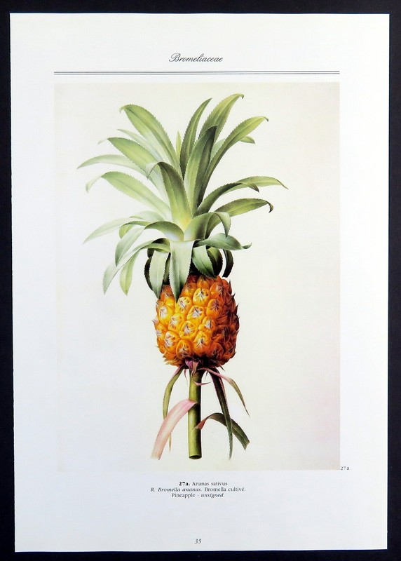 Pineapple, Redoute botanical print, 1986 offset lithograph