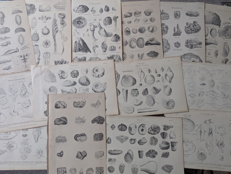Antique Natural History Prints Conchology Shells Geology Fossil Mineral Art Lot
