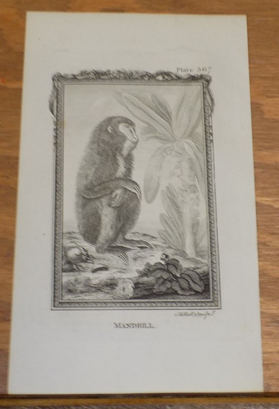 c1800 Antique Print of Types of Apes & Monkey’s///MANDRILL///b