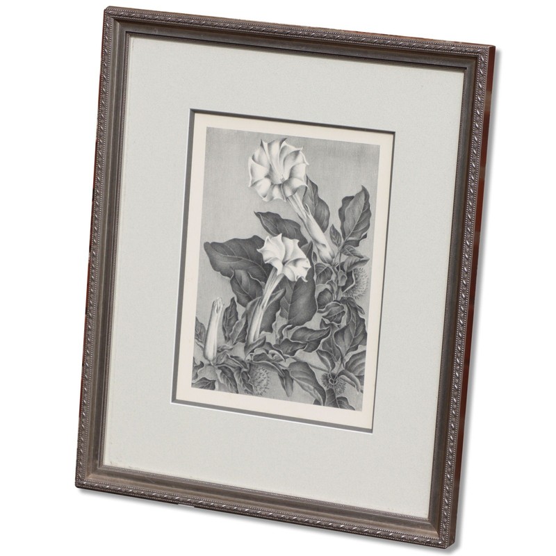 Elizabeth Saltonstall Angel's Trumpet Framed Lithograph 20x16 Vintage 1983 gallery