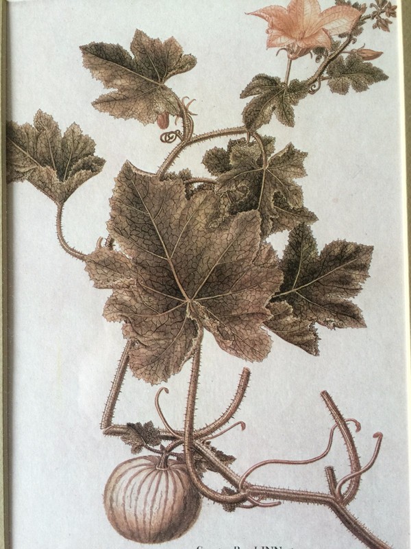 Cucurbita Pepo Linn Etching Print, Framed, 11" x 7 1/2" (Image) gallery