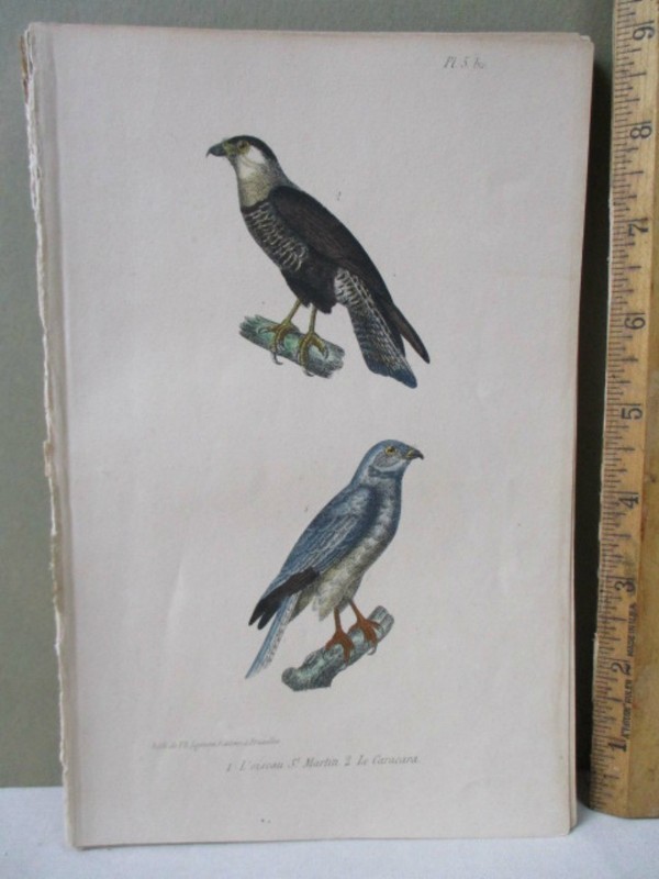Vintage Print,L’OISEAU ST.MARTIN.LE CARCARA,Bird,BUFFON,1707-88,c1828