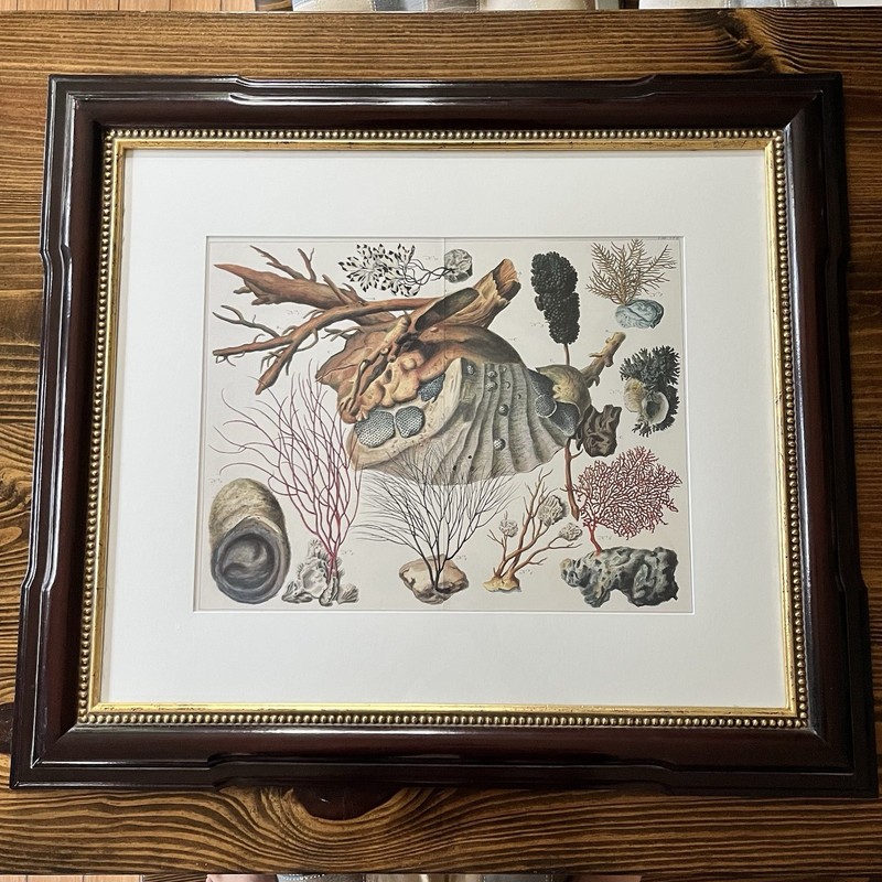 TROWBRIDGE Art Gallery Framed Sea life Print Albertus Seba Cabinet Of Natural