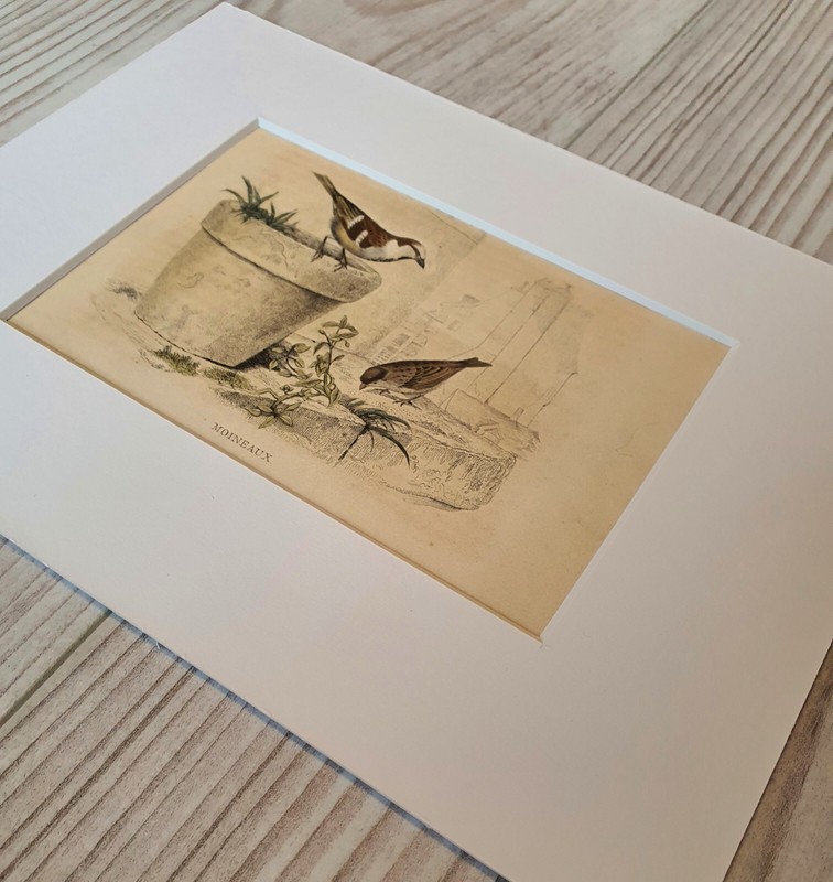 Original coloured bird engraving from Buffon's "Histoire Naturelle" - circa 1852 gallery