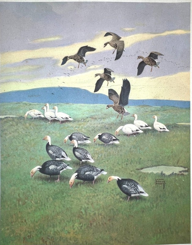 Original 1944 Bird Print – WHITE-FRONTED GOOSE – SNOW GOOSE – BLUE GOOSE