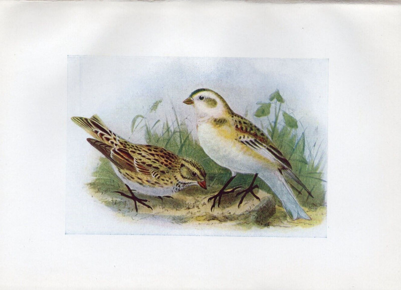 1917 H.E. Dresser Birds of Britain Original Antique Bird Print Snow Bunting etc gallery