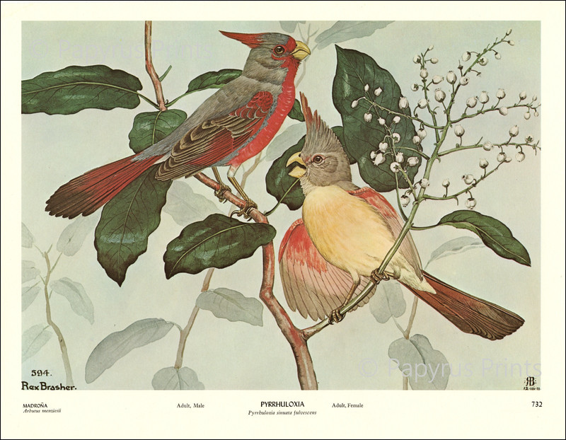 1962 Vintage Print Pyrrhuloxia Bird Madrona Flower Illustration Image by Brasher