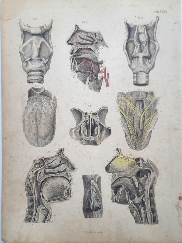 Orig. Russian Anatomical Steel Plate Engraving Pl. XXXII Alfred Krausse Leipzig