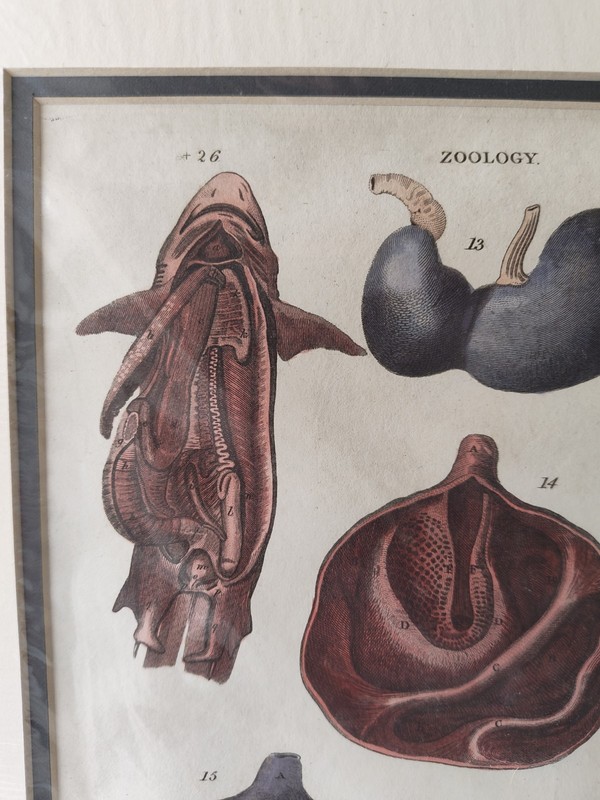 Antique Engraving Hand-Colored 1829 Copper Plate Encyclopaedia Londinensis Zoo gallery