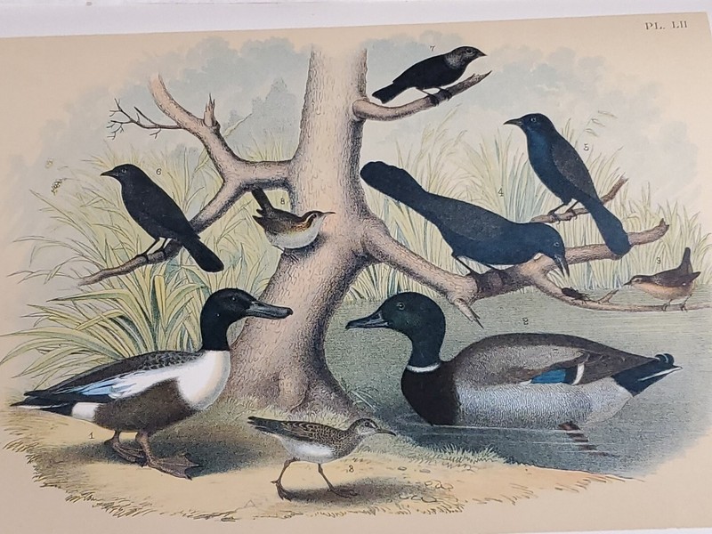 Duck/Blackbird Lith. by Theodore Jasper / 1881, Studer’s Birds of North America