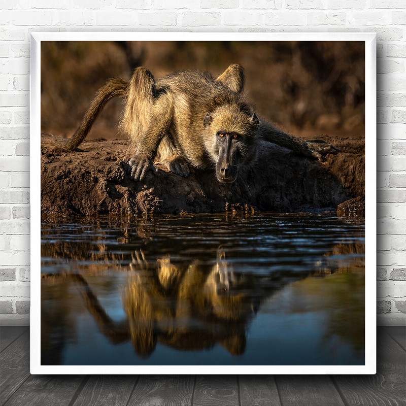 Ape Monkey Monkeys Apes Waterhole Water Reflection Drink Square Wall Art Print