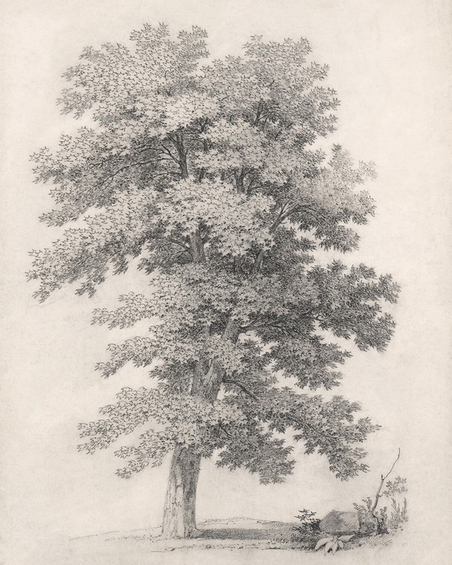 Vintage Tree Sketch Drawing Giclee Print on Fine Art Paper