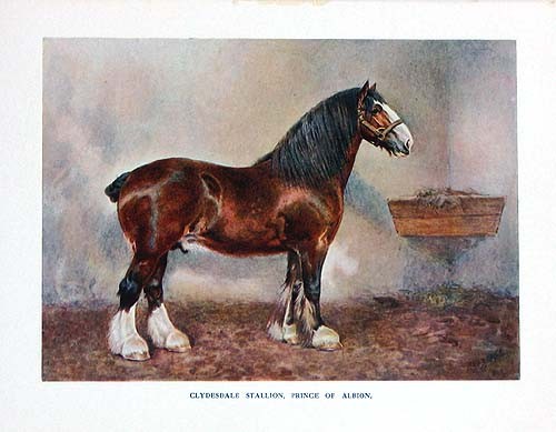 Original 1911 Cassell Horse Print – Clydesdale Stallion, Prince of Albion