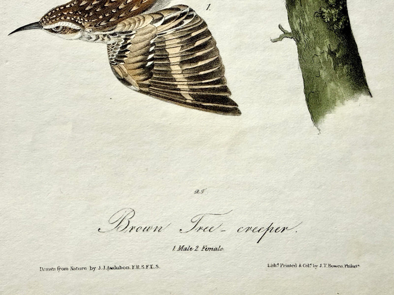 Audubon 1st. Edition Octavo Original Bird Art - BROWN TREE CREEPER Pair, c1840's gallery