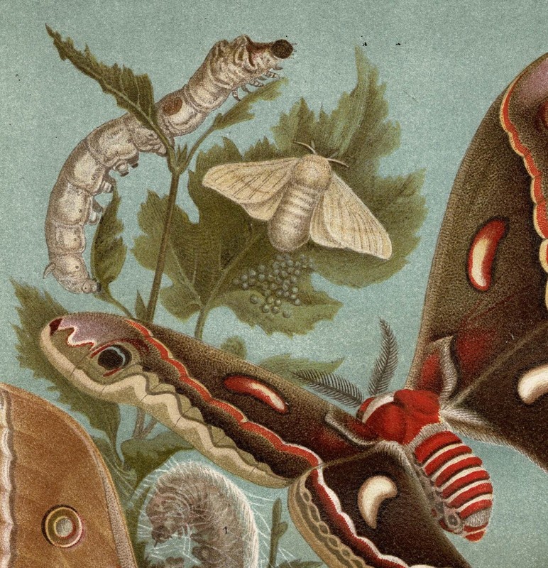 Caterpillars and Silkworms 2 antique Lithographs c. 1898 gallery
