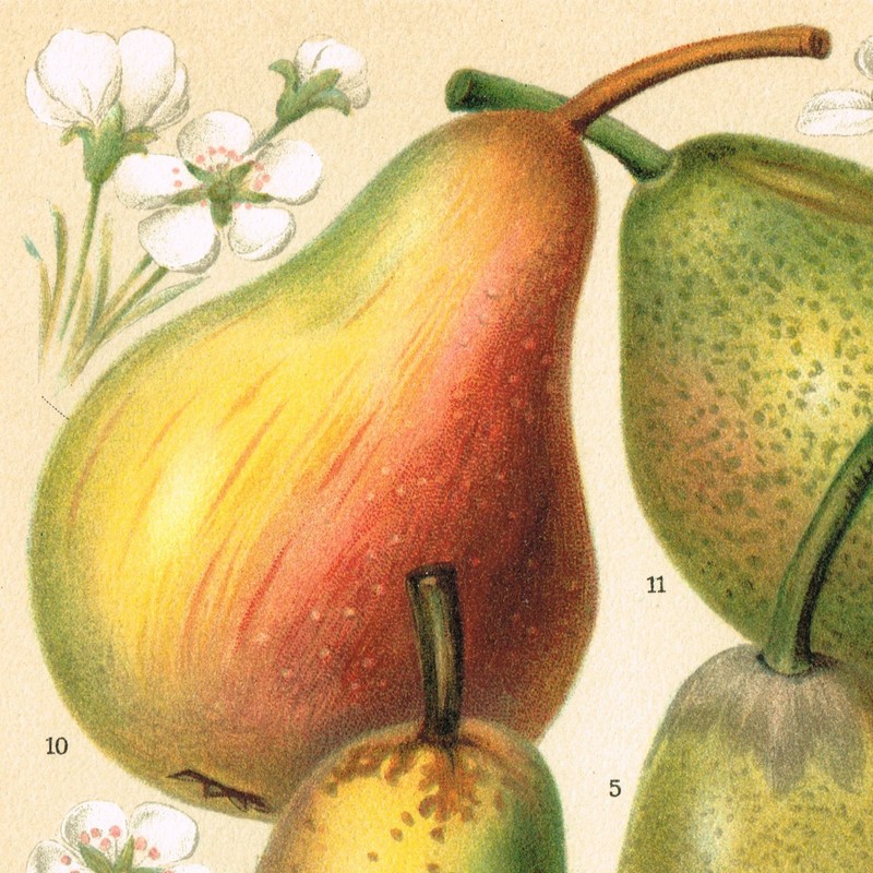 PEARS Pyrus Antique Print 1890 Original Lithography 19 century Kitchen Wall Art gallery