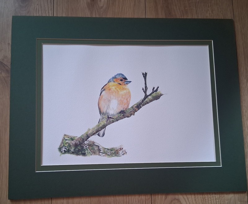 Carolyn Kemp Bird Print A3 Size with Border Soft Frame ,very good + condition