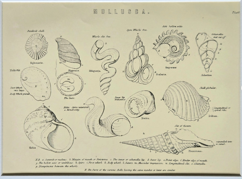 Antique 1880 Engraving Book Plate Print William Mackenzie 9x12 Shells Ocean Sea