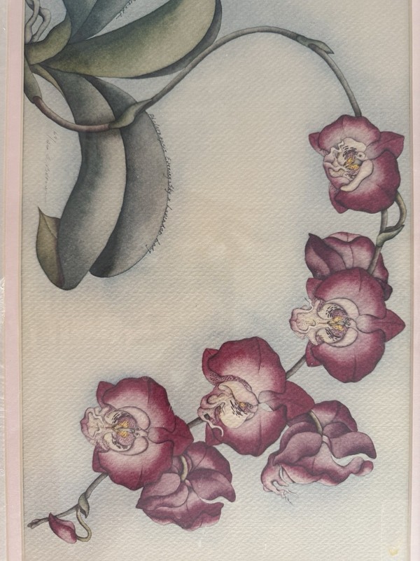 Unframed, Matted phalaenopsis Orchid, Print, Signed, And Numbered gallery