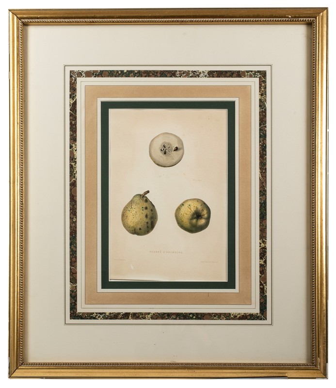 Pear, Antique 1850’s Hand Colored Lithograph, Nicely Presented