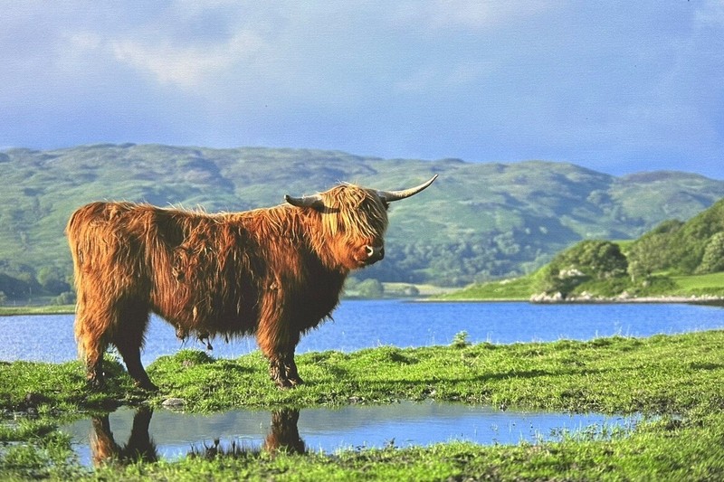 Highland Cow Picture Canvas Wall Art Print Big Box Canvas Print 20″ x 30″ VGC