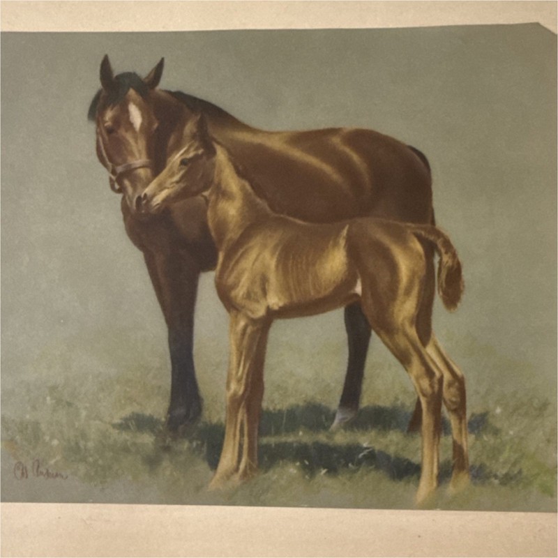 C.W. Anderson Realism Horse and Foal Art Print Unframed Landscape