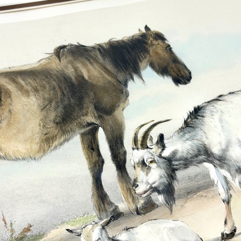 Thomas Sidney Cooper Art Print 24x20 Paper Antique Litho Horse Goats 1839 gallery