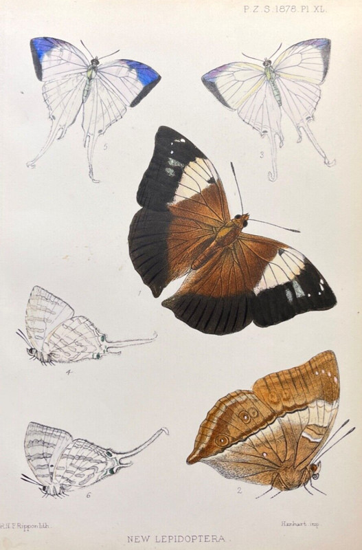 Antique Butterfly Print 1878 Entomology Color Illustration Plate New Lepidoptera