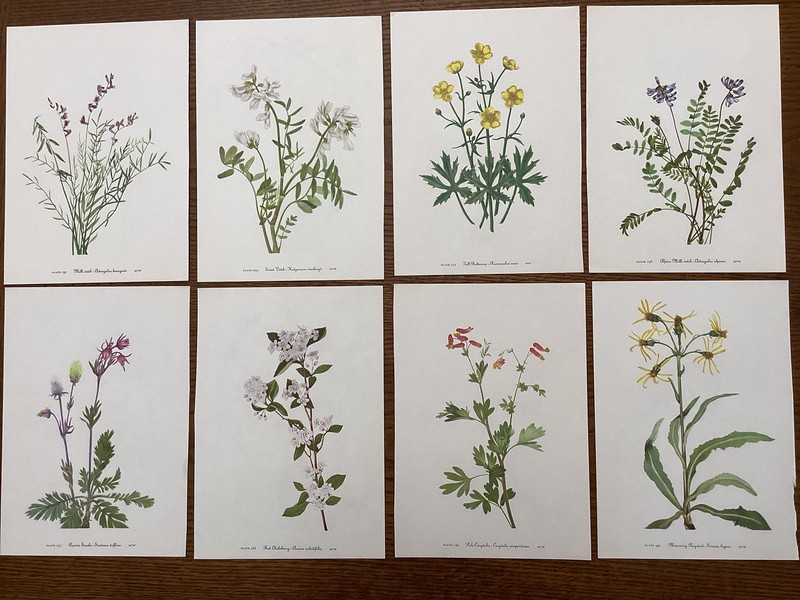 Vintage MCM 1953 Mary Walcott Botanical Flower Prints lot of 8 Farmhouse T