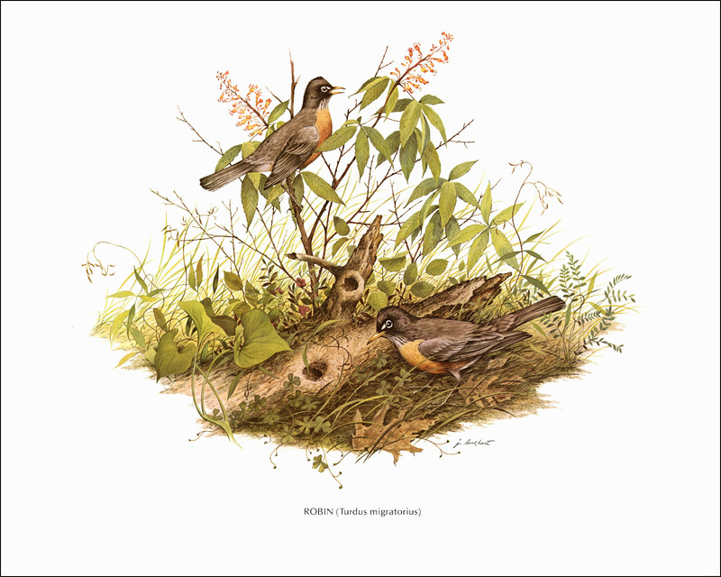 1979 Vintage Print ROBIN Bird Clover Flower Grass Log Nest Art by James Lockhart